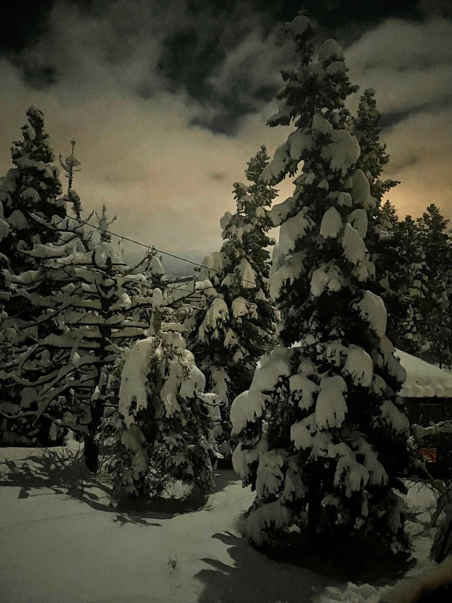 view of your wildlife meadow in the snowy moonlight.