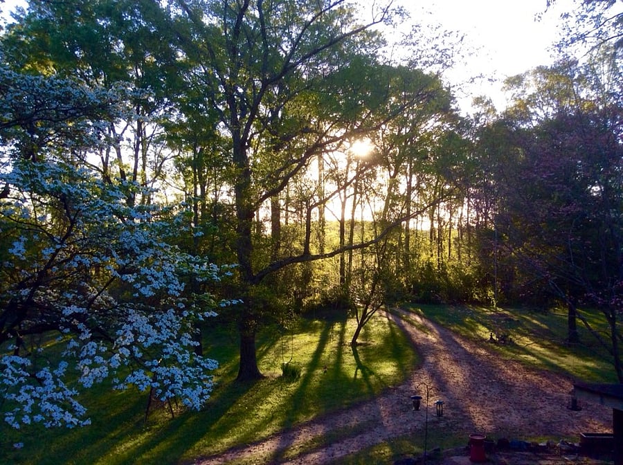 Spring view from upstairs window