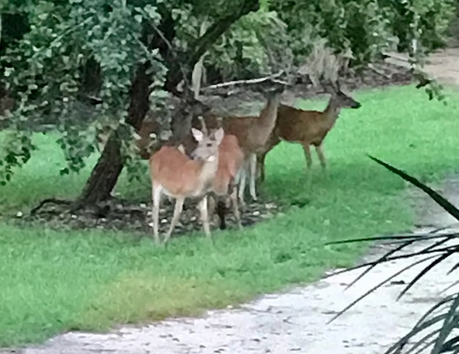 We frequently see wildlife in the yard. I have binoculars upstairs.