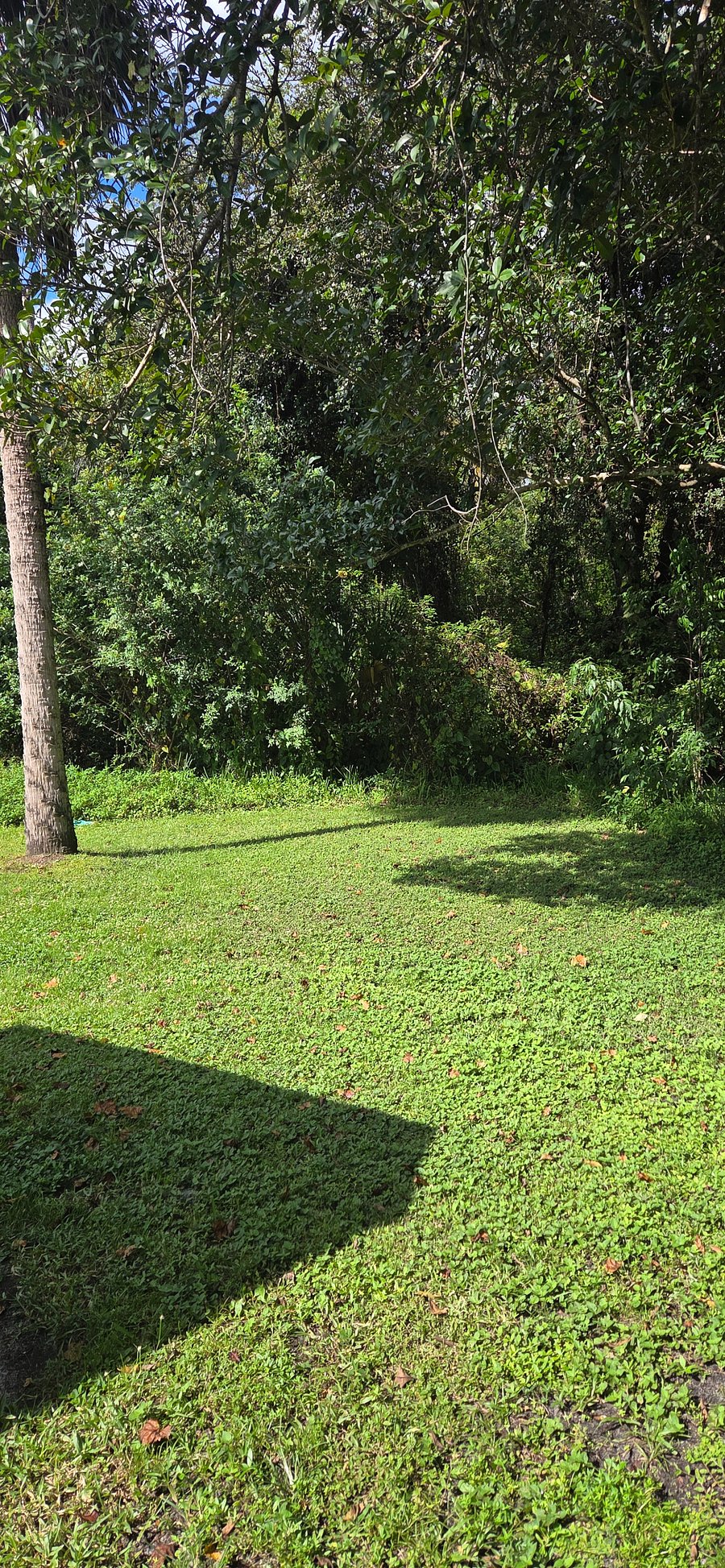 Spacious back yard with preserve view