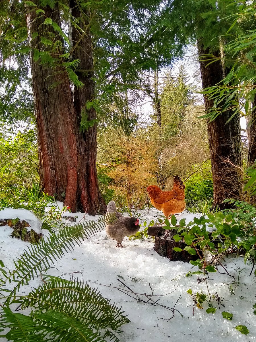 Garden in the winter.