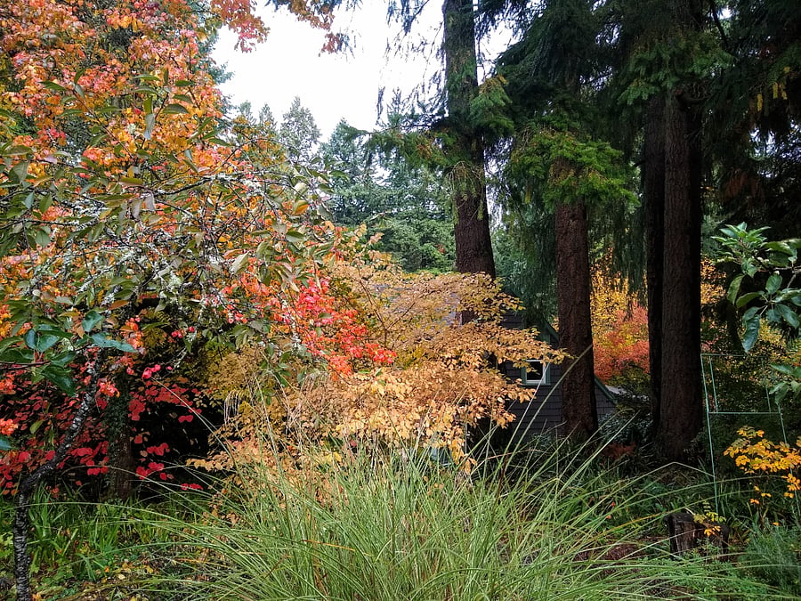 Fall color in the garden.