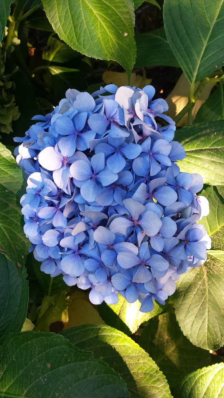 Close-up picture of our hydrangea.