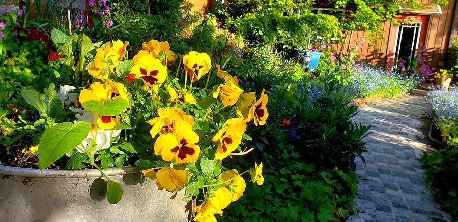 Close-up of our pansy plants.