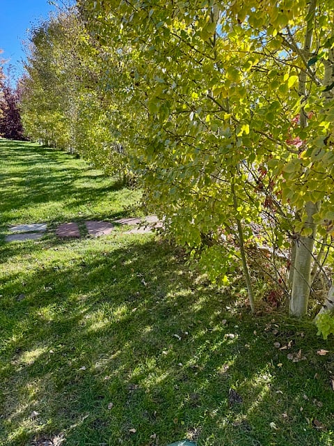 Back yard