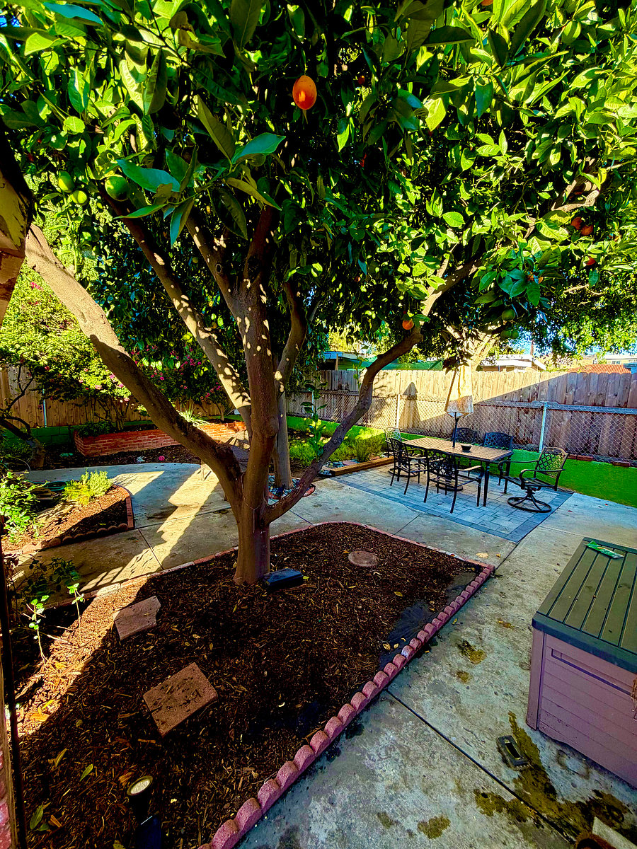 Peaceful backyard with mature fruit trees and plenty of shade a relaxing spot to unwind after long hospital shifts.