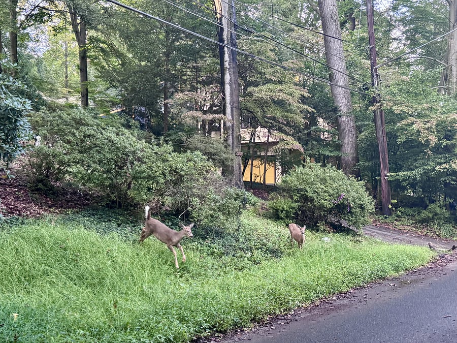 Nature and wildlife from Sligo Creek nearby