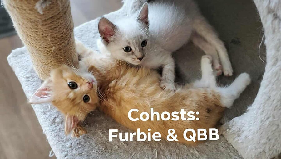 My cohosts QBB (Linxpoint Siamese) and his twin, Furbie (Orange Tux)