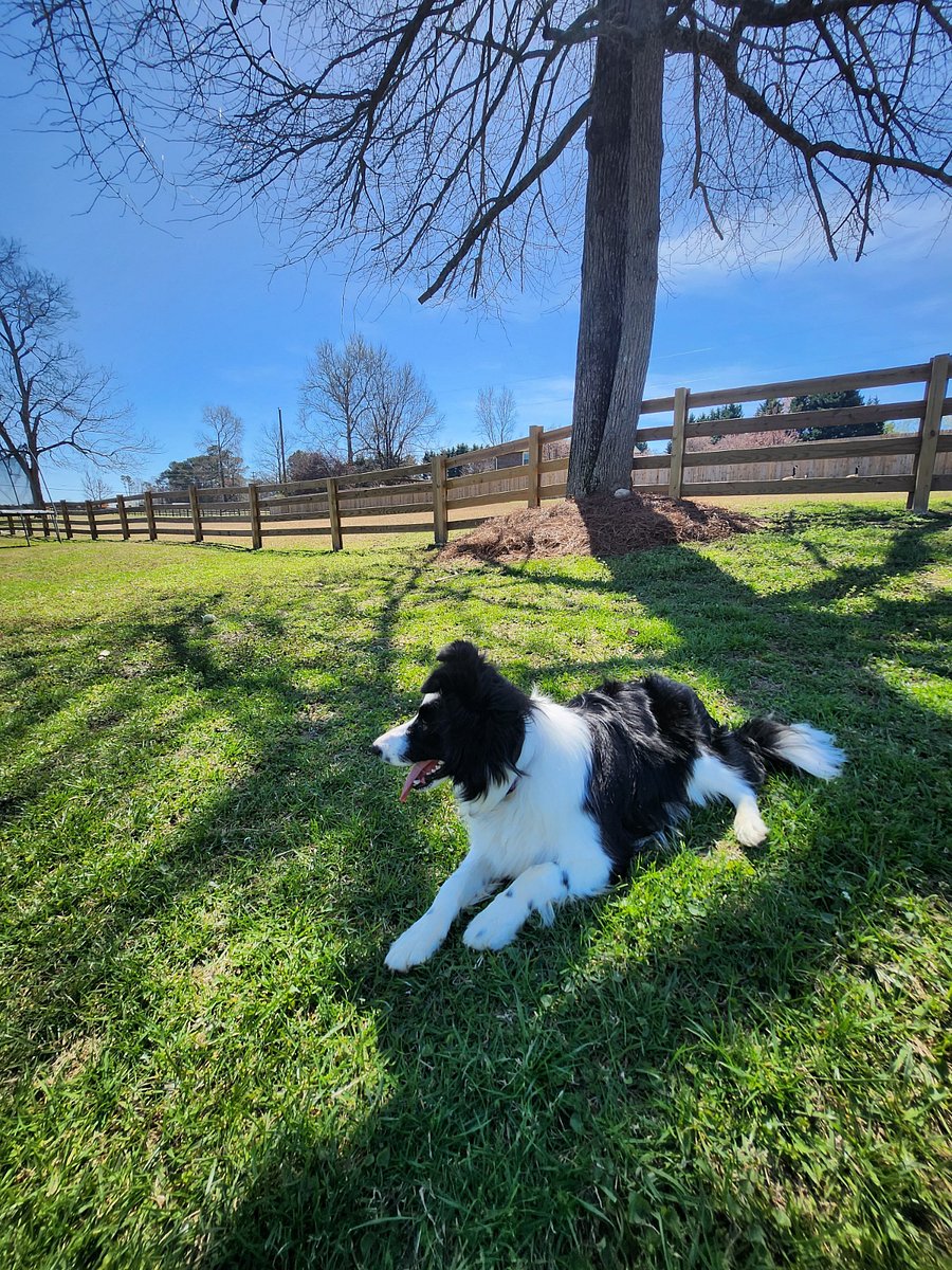 My sweet dog Bella