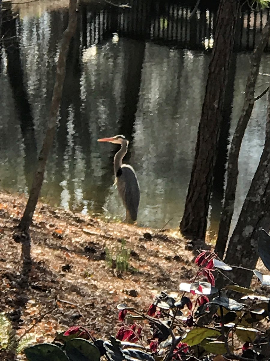 Heron in the backyard