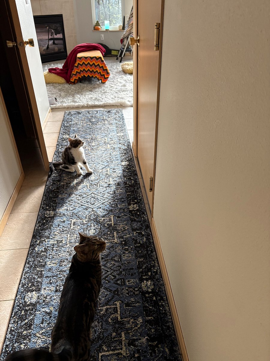 Sockeye (1) and Marbley (4).  Very friendly, love snacks.