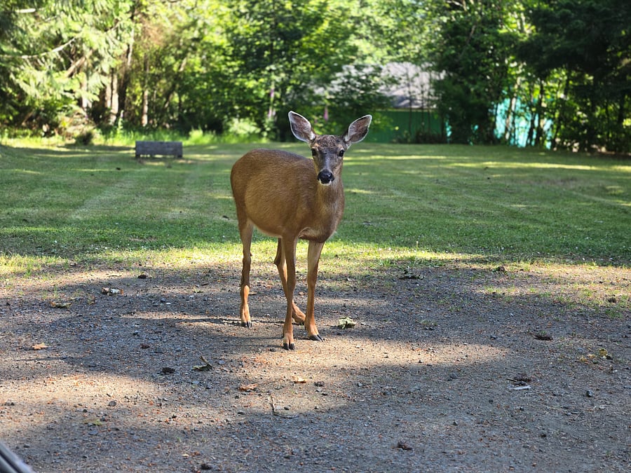 One of several wildlike visit daily