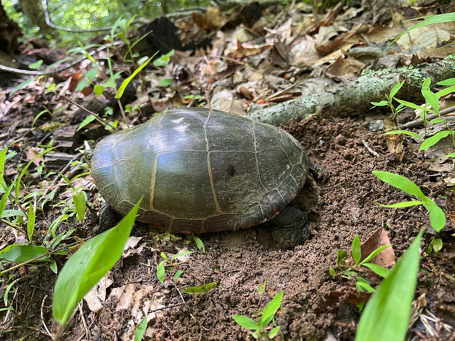 Fauna does seasonally appropriate activities on the property: laying eggs