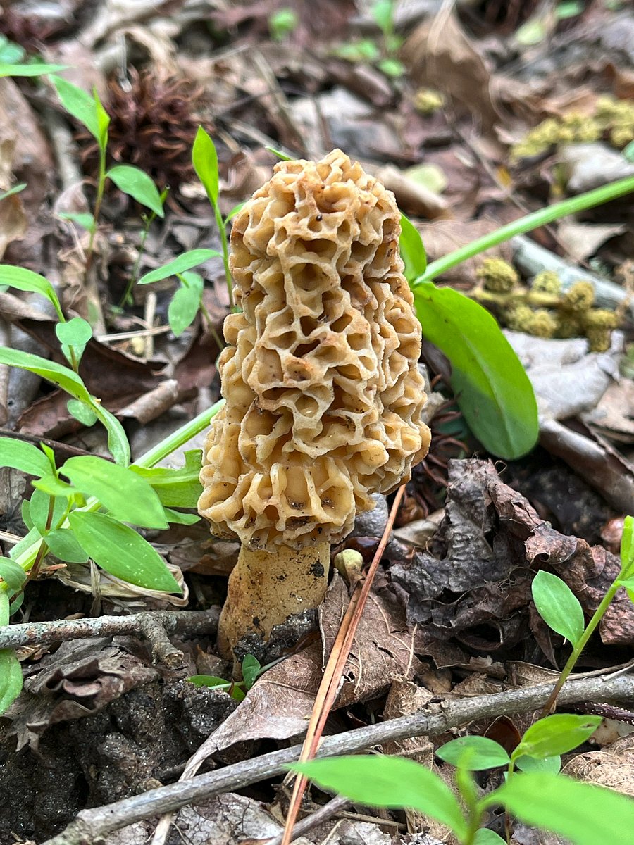 Flora does seasonally appropriate activities on the property: fruiting morel