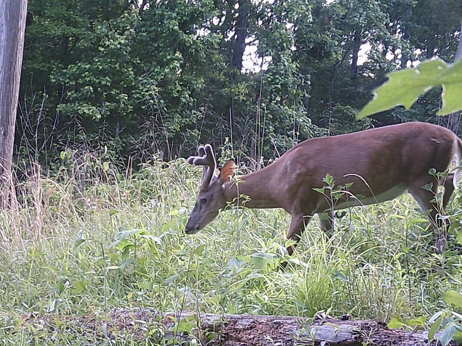 Seasonally appropriate fauna: buck in velvet