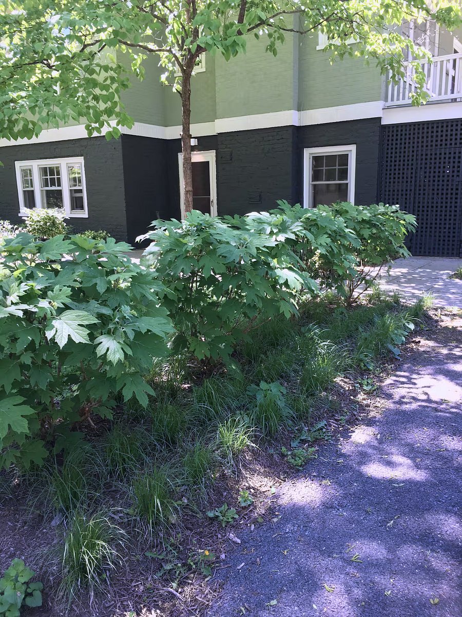 Path from parking to apartment entrance.