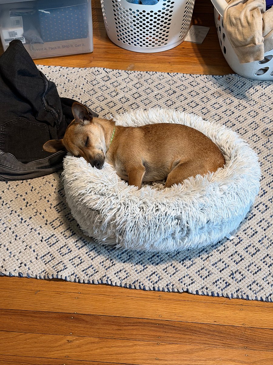 You may see the guard dog from time to time. Hes about 8lbs of fierce. His name is zorro and he travels with me. He dos take bribes though- so theres that.