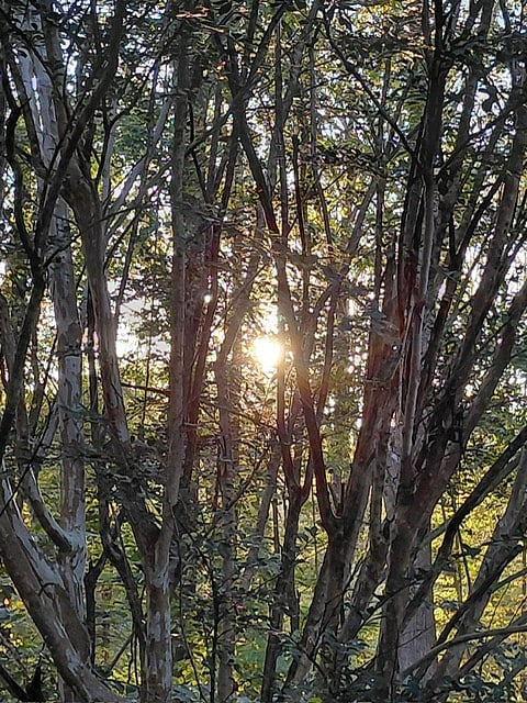 Take A Walk Thru The Woods