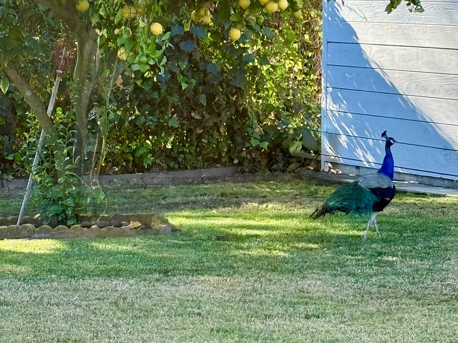 Arcadia is known for its peacocks.