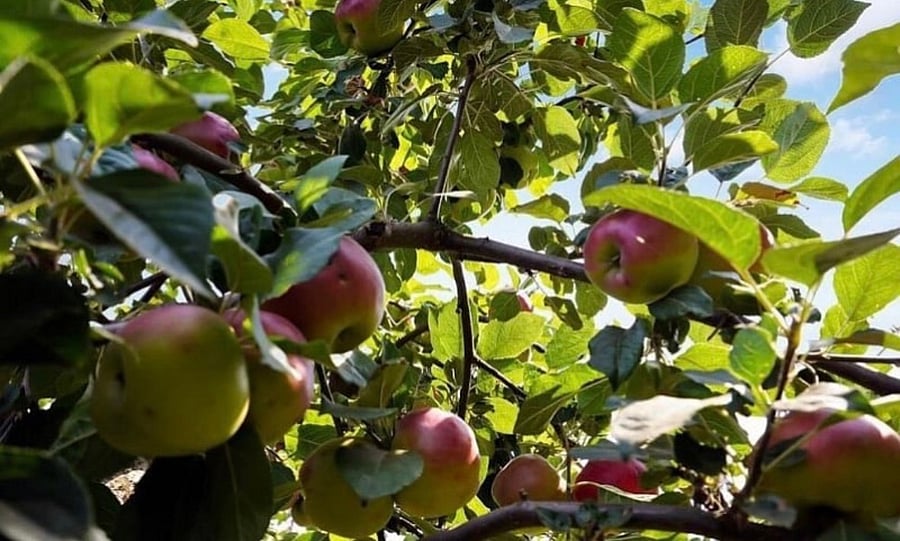 Fresh apples, pears, figs, blackberries, cherries, peaches, and much more, seasonally throughout community trails