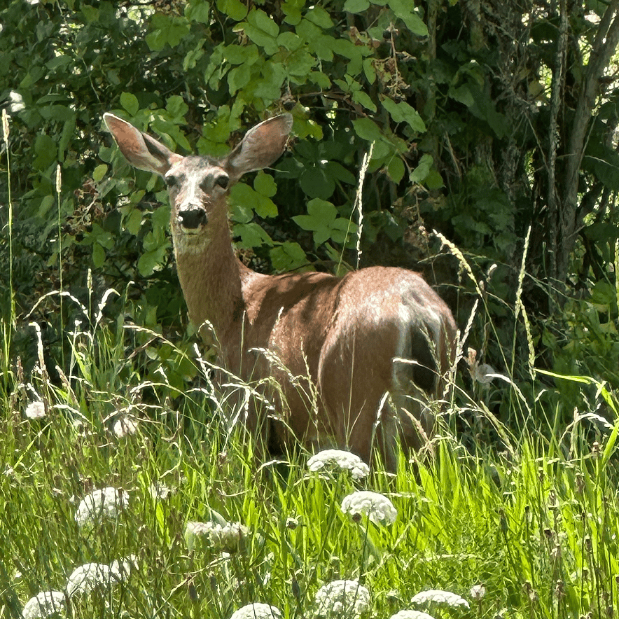 Beautiful wildlife around every corner
