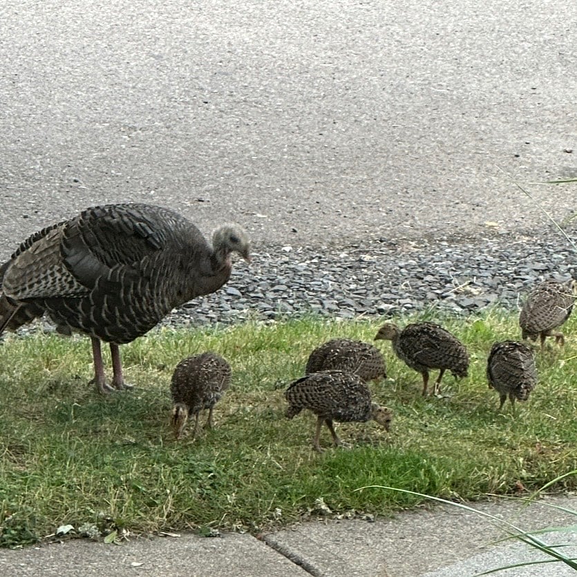 Turkey mamas love welcoming their babies into the world in our beautiful community ~