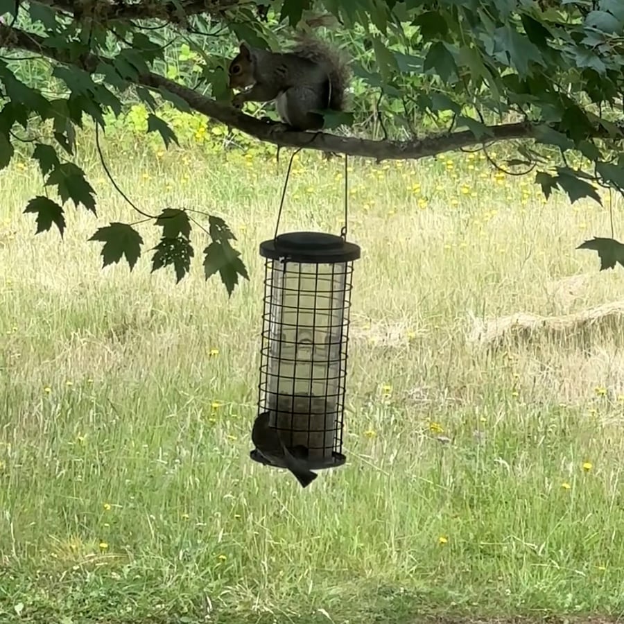 Squirrels & birds aplenty ~