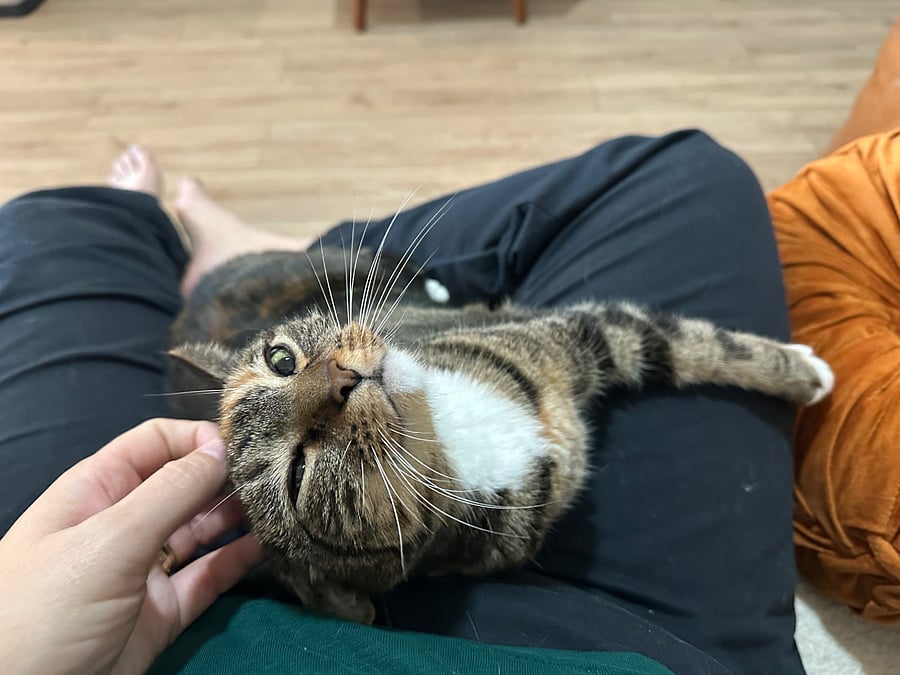 Friendly, 3-legged cat who is happy to greet you but also content on her own.