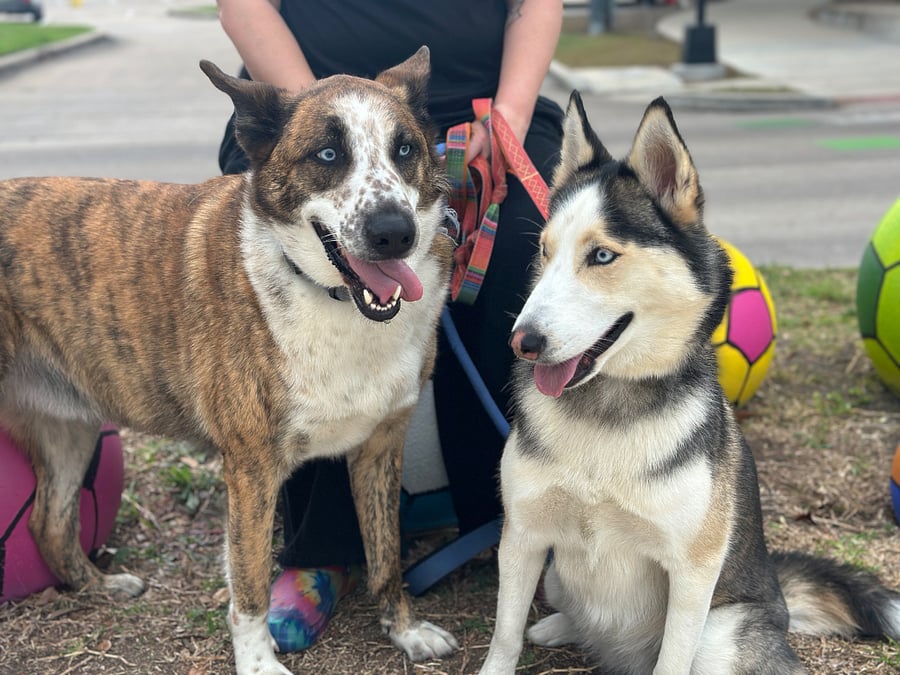 The pups. Friendly husky mixes who love affection but adjust to your vibe quickly. They sleep in my room, but share the common areas during the day.