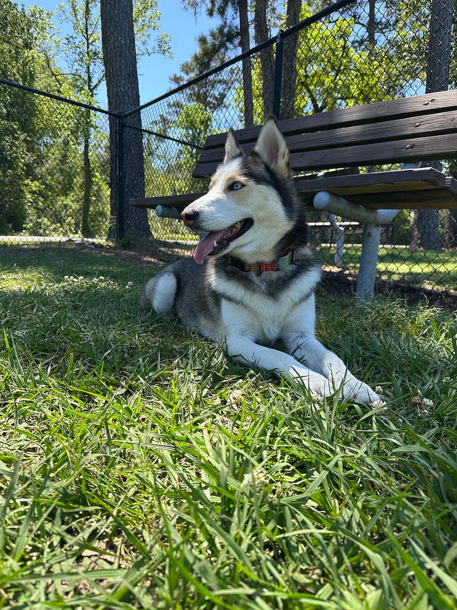 Probably the quietest husky you will ever meet. She is very sweet.