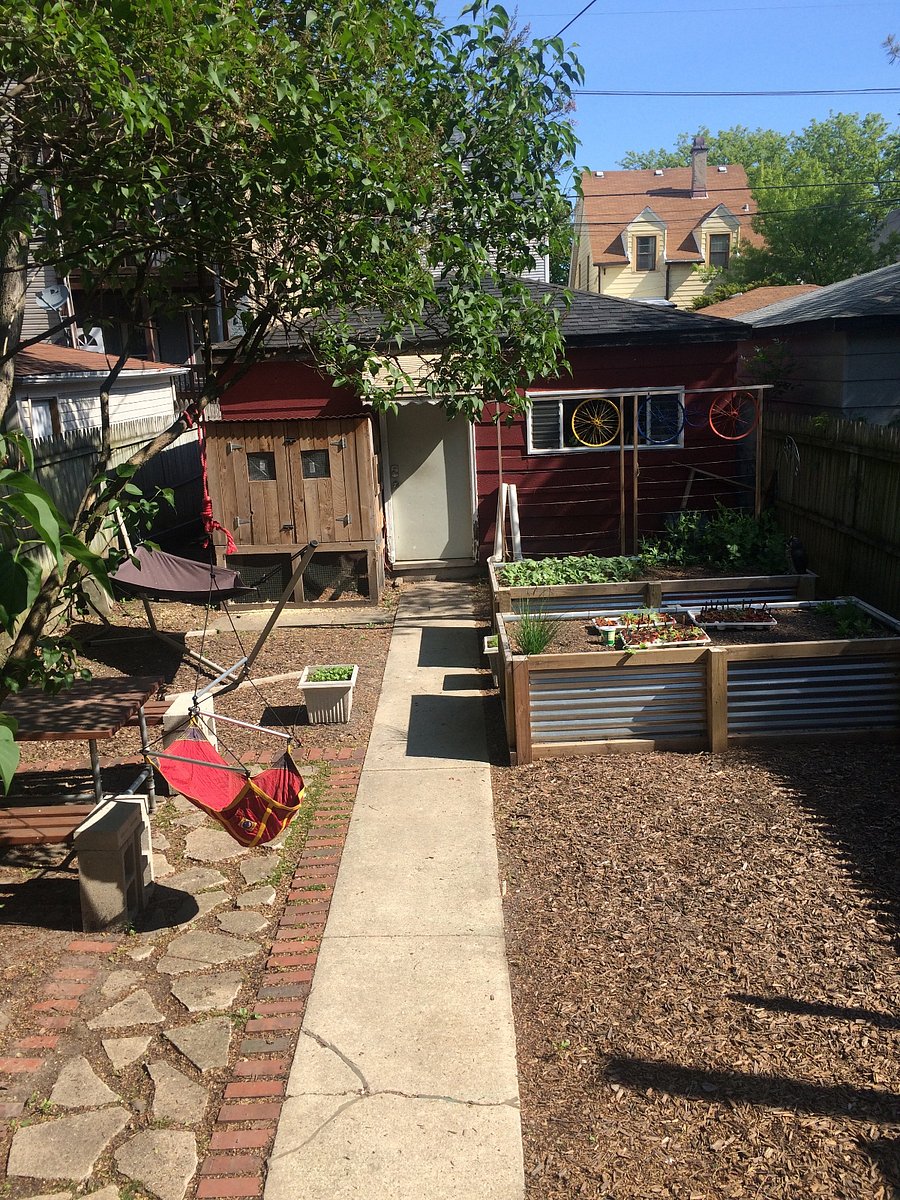Backyard. Chickens in coop. Firepit off to the side