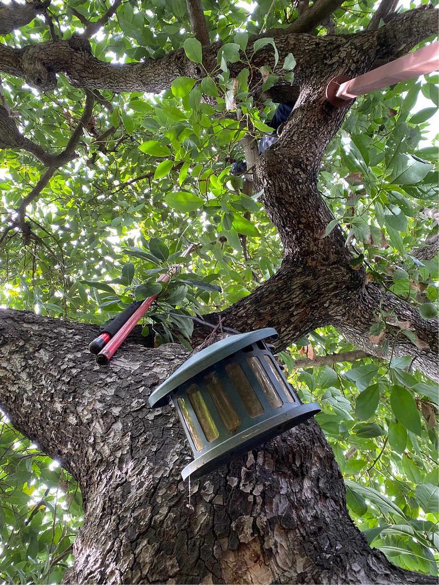 Fruitful avocado tree