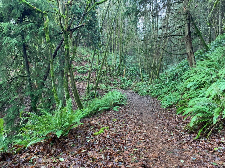 Salmon Creek Hiking Trail one block from house