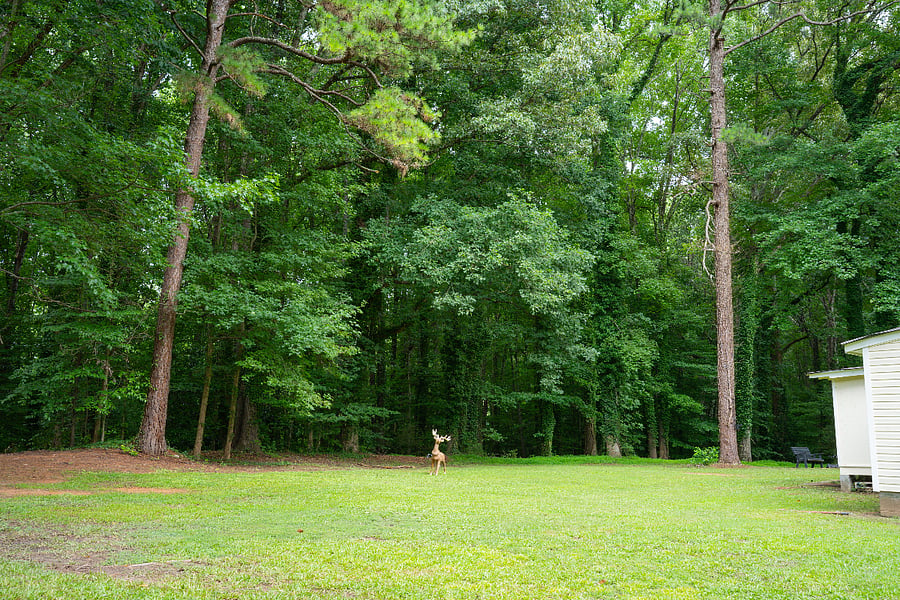 Back Yard Area