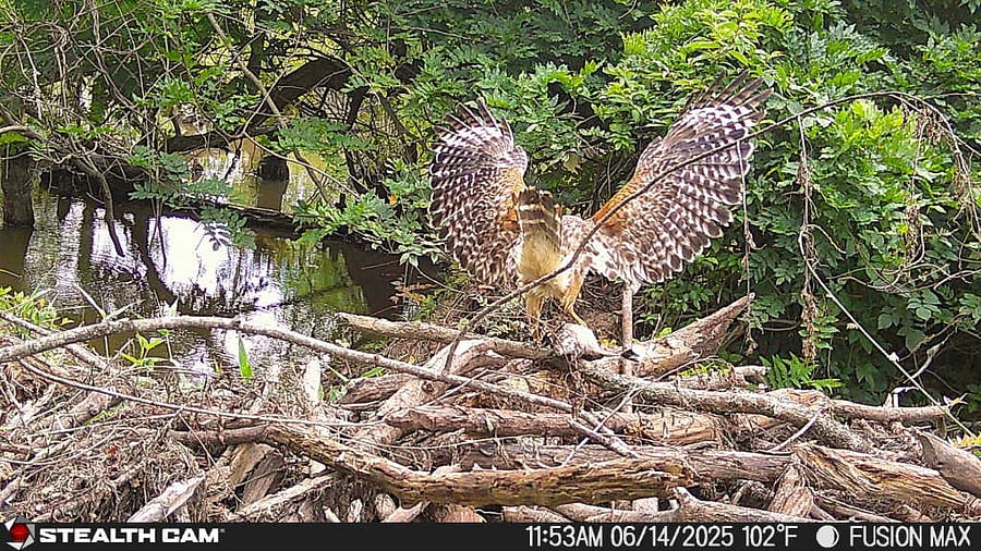 Hawk in the swamp.