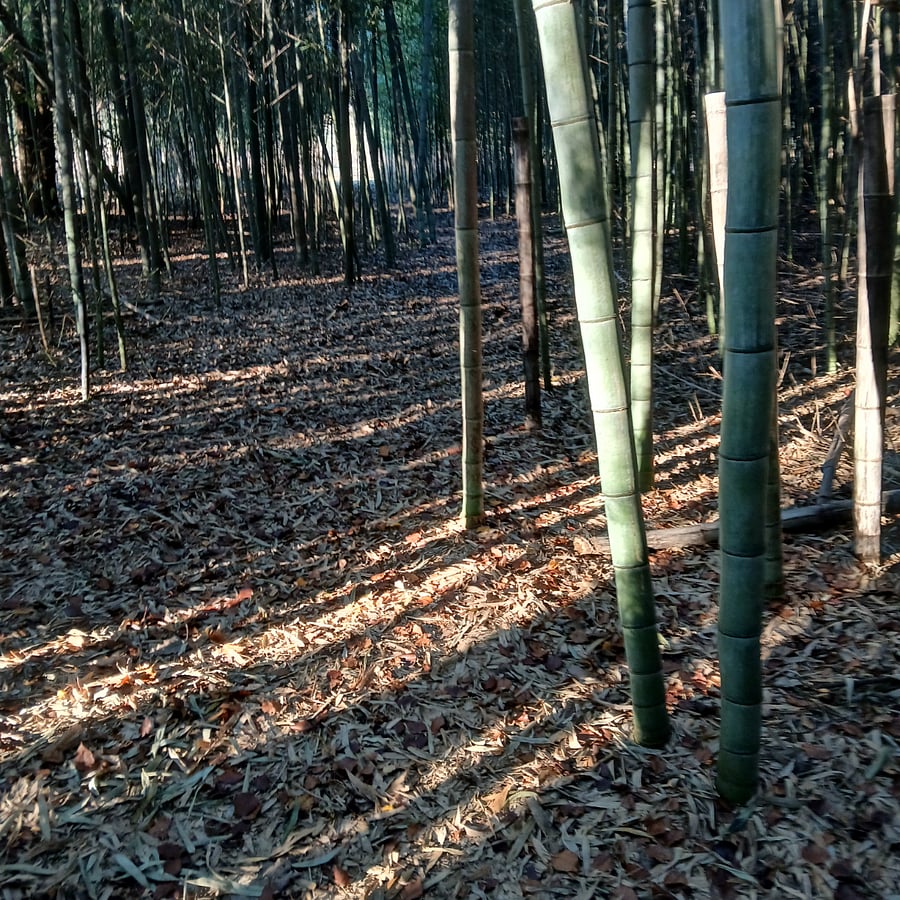 Path through the bamboo forest.