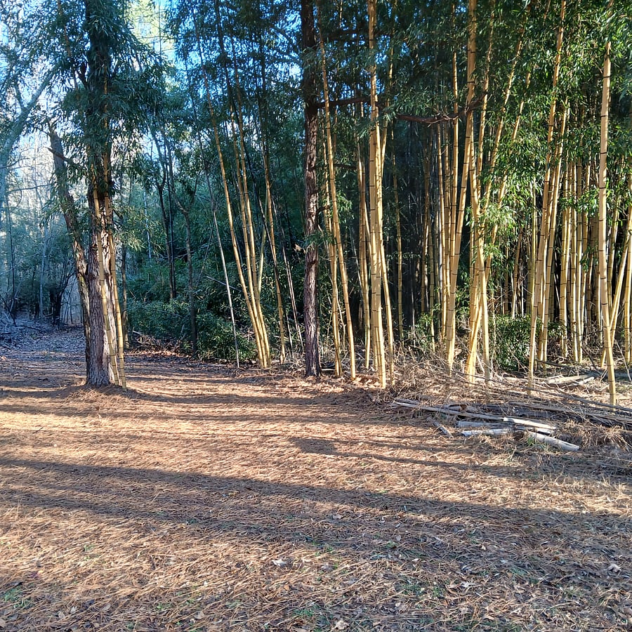 Path past bamboo forest.
