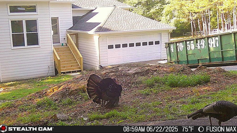 Turkeys in front of the house.