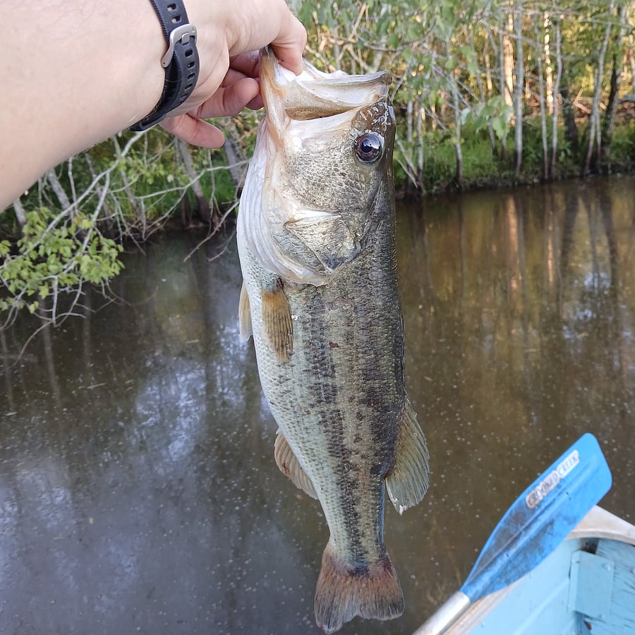 Large mouth bass from lake.