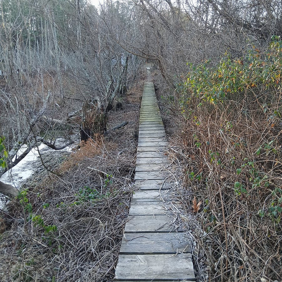 Boardwalk through the swamp.