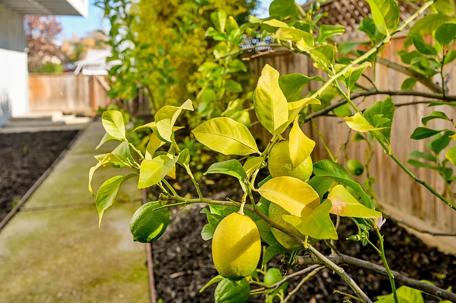 A beautiful citrus tree to add flavor to your salad :-)