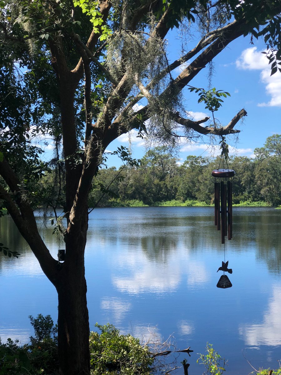 Pond next to house full of bluegill and bass.