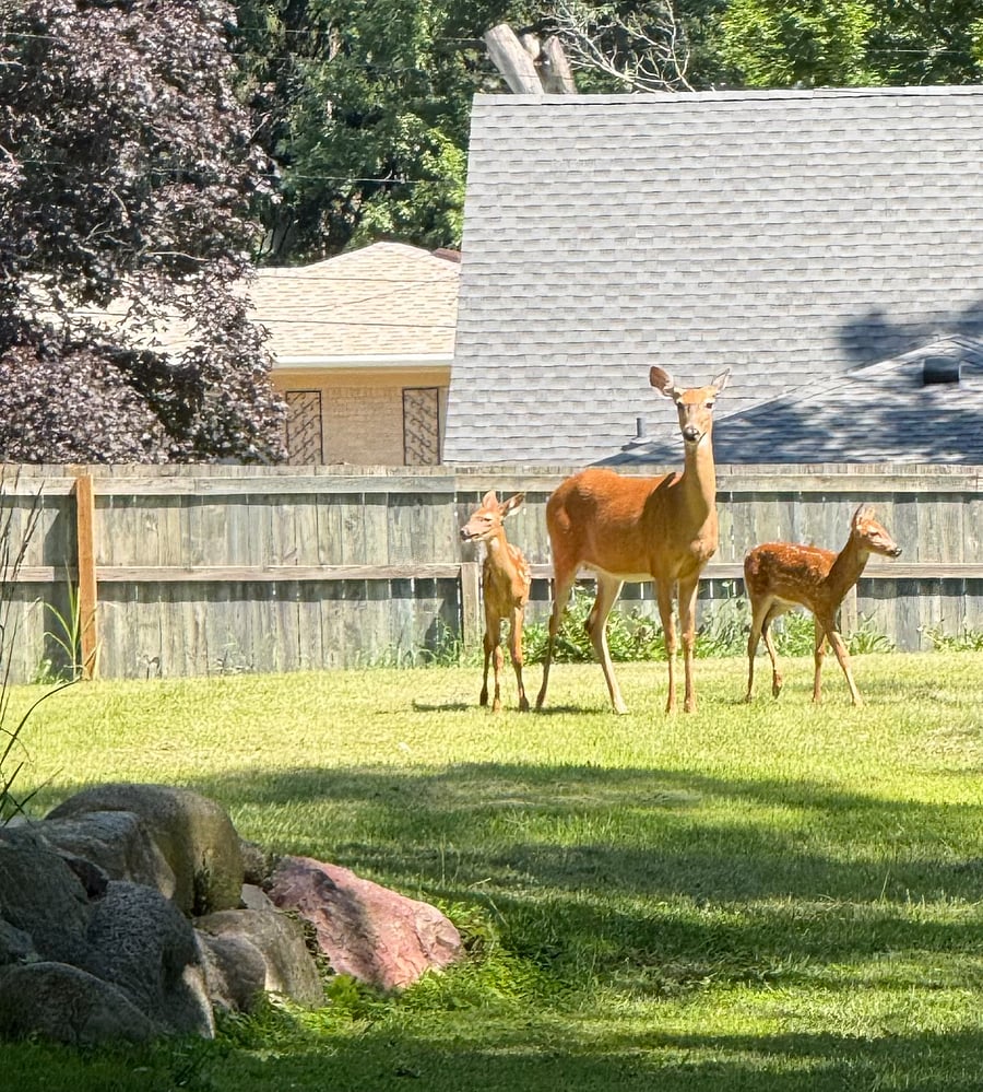 Back yard wild life