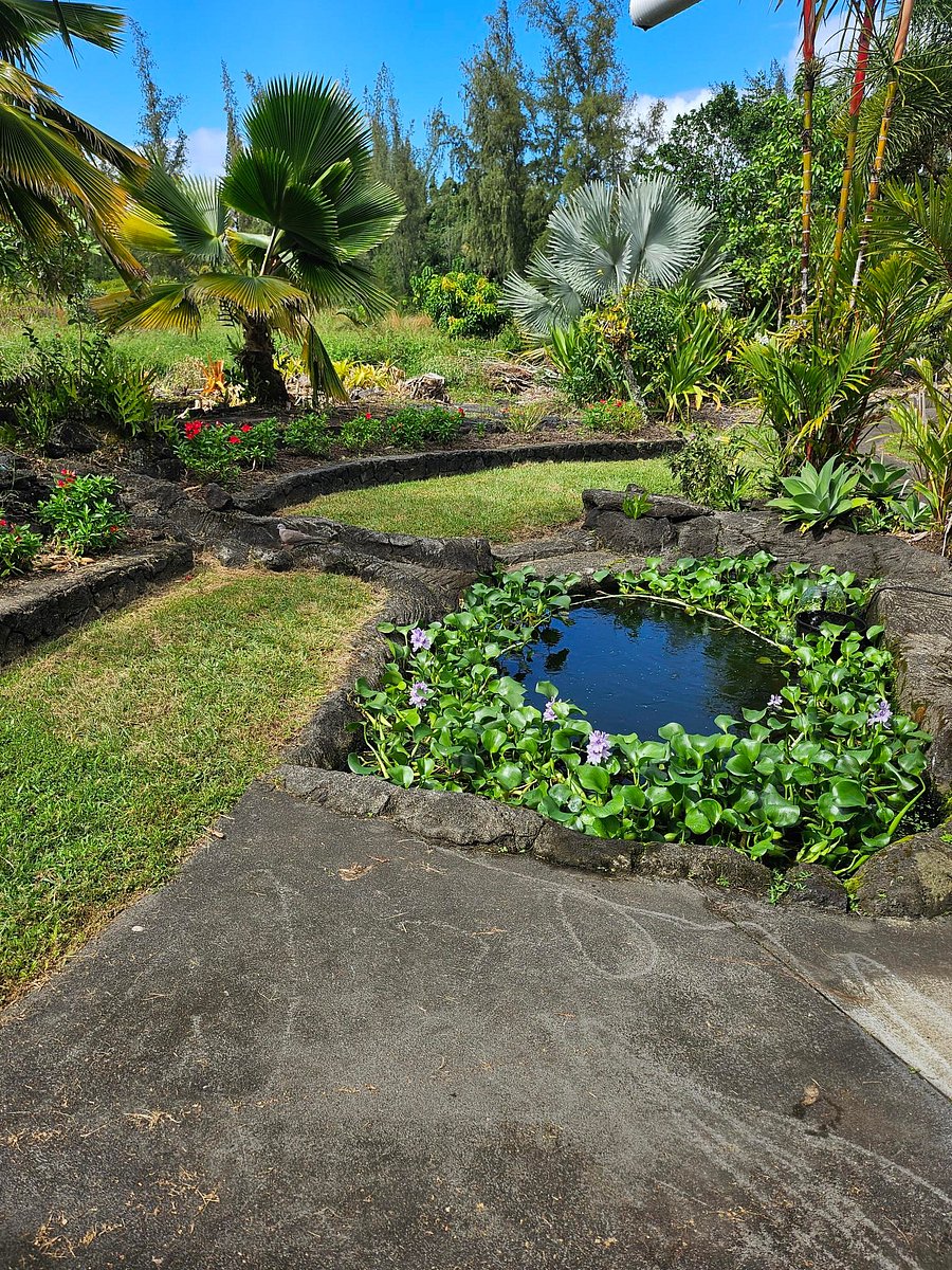 The fish pond near the cabana with goldfish and two other small fish including one with iridescent tails.