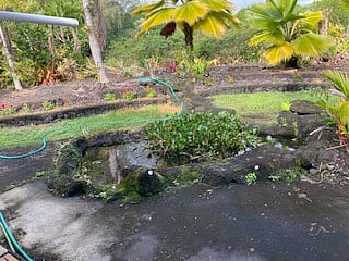 The fish pond near the cabana with goldfish and another small fish with iridecent tails.