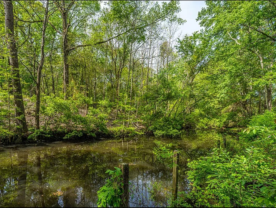 The tidal creek at the back of our property