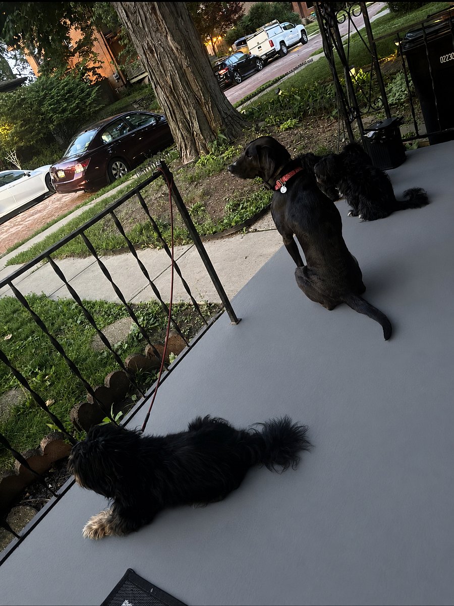 Pet Friendly Neighborhood