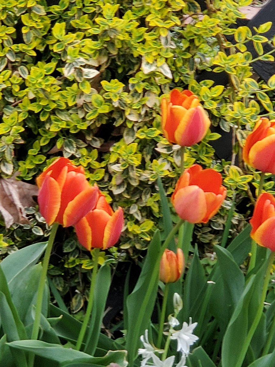 spring time tulips
