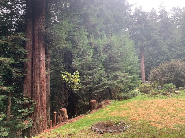 View of forest from Hot Tub