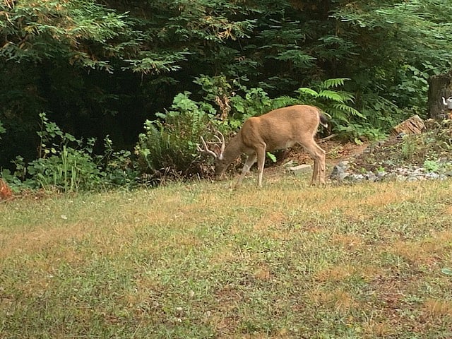 Wildlife in yard...
